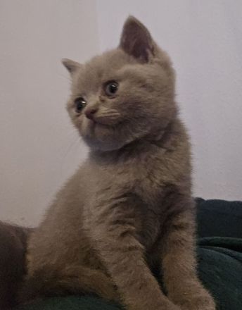 Süße BKH Babykatzen suchen ein neues Zuhause