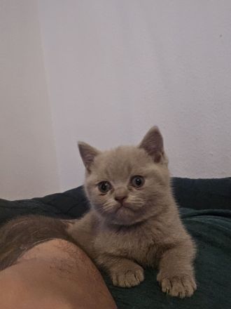 Süße BKH Babykatzen suchen ein neues Zuhause