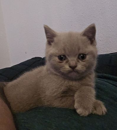 Süße BKH Babykatzen suchen ein neues Zuhause