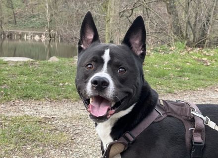 Aktiver & lernfreudiger Rüde sucht Platz mit Erfahrung