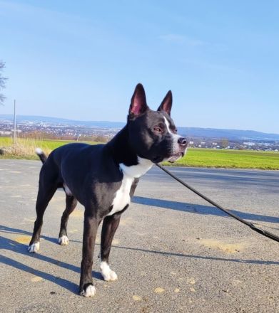 Aktiver & lernfreudiger Rüde sucht Platz mit Erfahrung