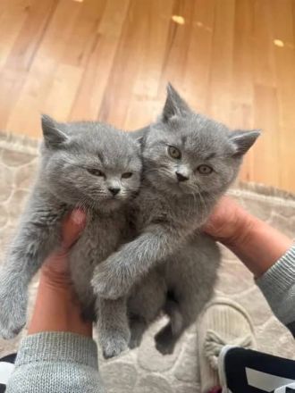 Britisch Kurzhaar Kätzchen