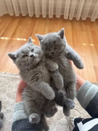 Britisch Kurzhaar Kätzchen