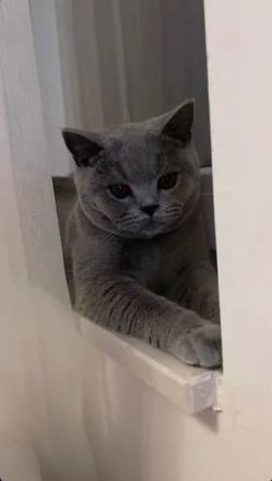 Britisch Kurzhaar Kätzchen