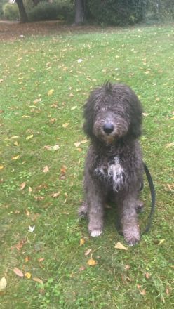Bergamasker Barbet Mix Doodle Bergamasco Franz. Wasserhund Bergadoodle hypoallergen nicht haarend