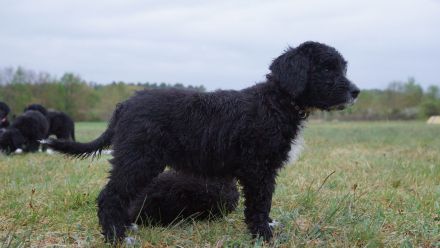 Bergamasker Barbet Mix Doodle Bergamasco Franz. Wasserhund Bergadoodle hypoallergen nicht haarend