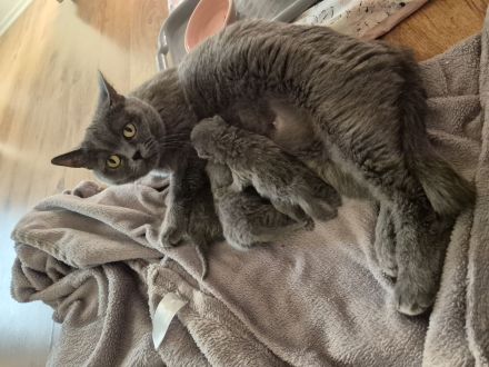 Noch 1 britisch kurzhaar Mädchen sucht ne tolle Familie