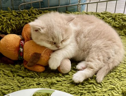 BKH Kitten Stammbaum