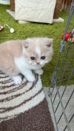 BKH Kitten Stammbaum