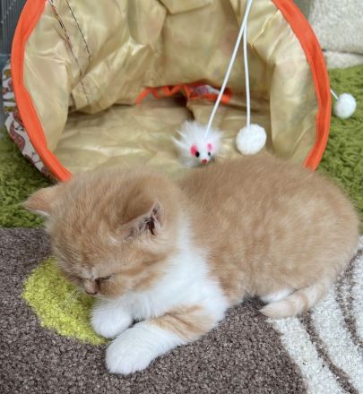 BKH Kitten Stammbaum