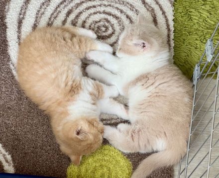 BKH Kitten Stammbaum