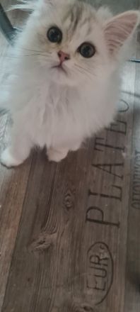 Perser Bkh mix Kater baby