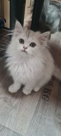 Perser Bkh mix Kater baby