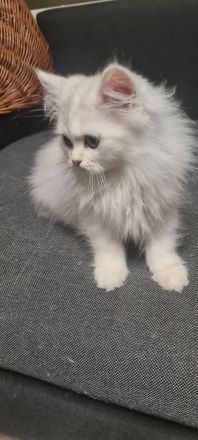 Perser Bkh mix Kater baby