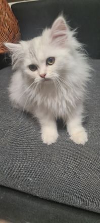 Perser Bkh mix Kater baby