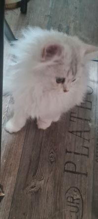 Perser Bkh mix Kater baby