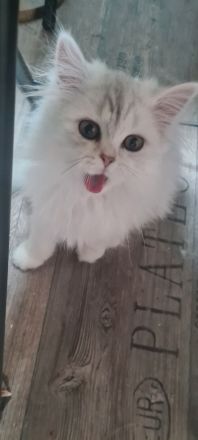 Perser Bkh mix Kater baby