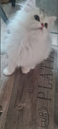 Perser Bkh mix Kater baby