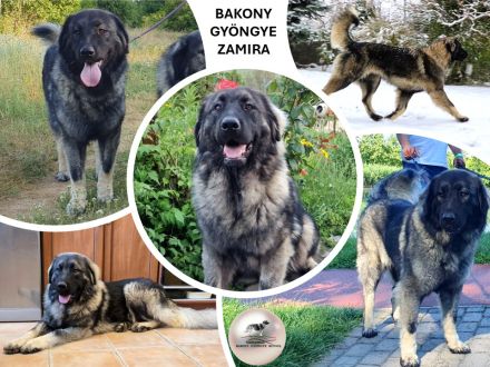 Bakony Gyöngye Kennel (Perle von Bakony Kennel)