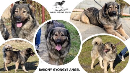 Bakony Gyöngye Kennel (Perle von Bakony Kennel)