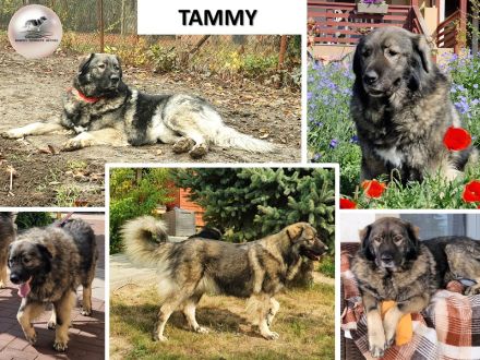 Bakony Gyöngye Kennel (Perle von Bakony Kennel)