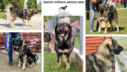 Bakony Gyöngye Kennel (Perle von Bakony Kennel)