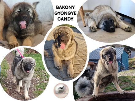 Bakony Gyöngye Kennel (Perle von Bakony Kennel)