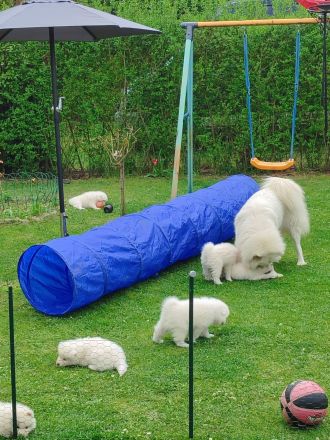 Samojeden Welpen abzugeben ab 05.05.25