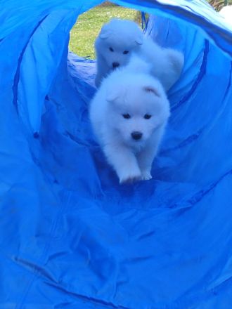 Samojeden Welpen abzugeben ab 05.05.25