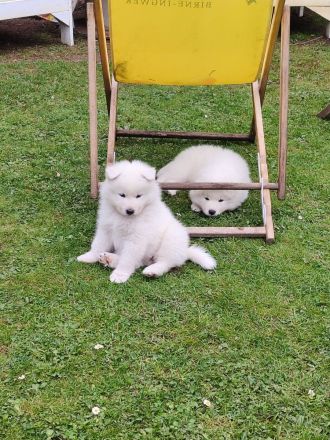 Samojeden Welpen abzugeben ab 05.05.25