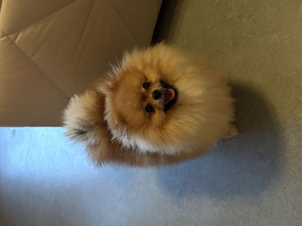 Pomeranian Rüde (10 Monate) in liebevolle Hände abzugeben – Karlsruhe