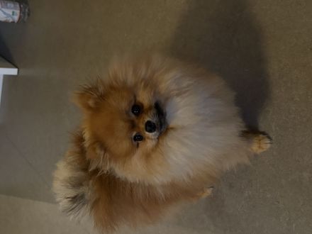 Pomeranian Rüde (10 Monate) in liebevolle Hände abzugeben – Karlsruhe