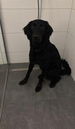 Junger Retriever Hund