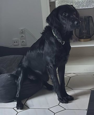 Junger Retriever Hund