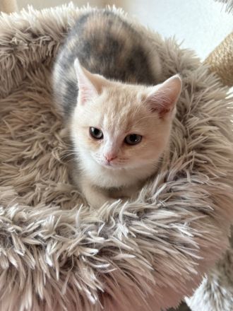 Süsses BKH Kitten dreifarbig mit Stammbaum darf ausziehen