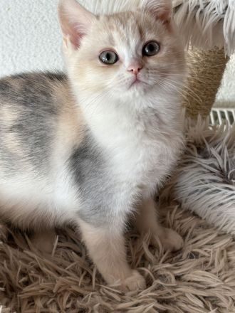 Süsses BKH Kitten dreifarbig mit Stammbaum darf ausziehen