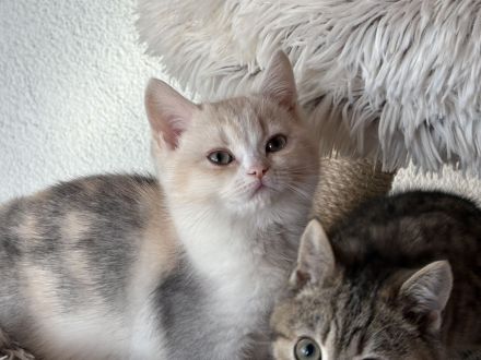 Süsses BKH Kitten dreifarbig mit Stammbaum darf ausziehen