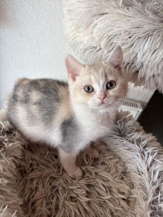 Süsses BKH Kitten dreifarbig mit Stammbaum darf ausziehen