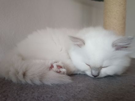 Britisch langhaar Kitten