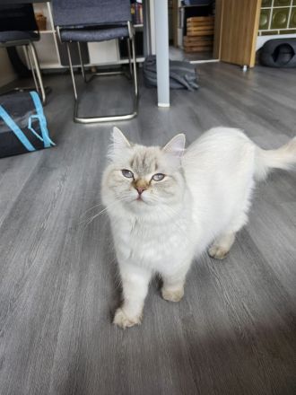 Britisch langhaar Kitten