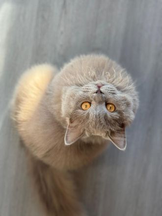 Britisch langhaar Kitten