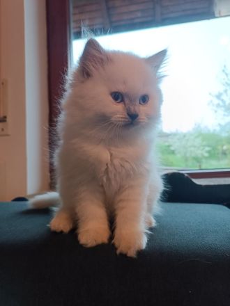 Britisch langhaar Kitten