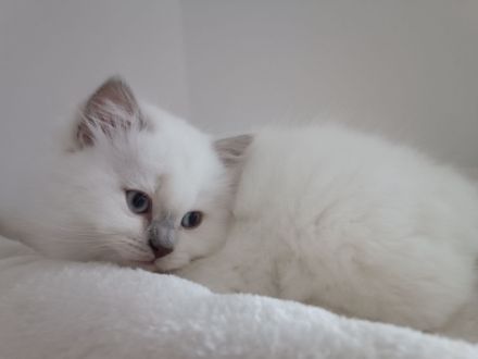 Britisch langhaar Kitten