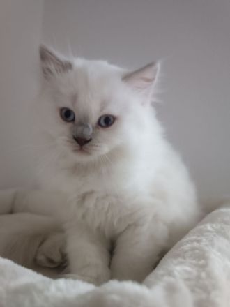 Britisch langhaar Kitten