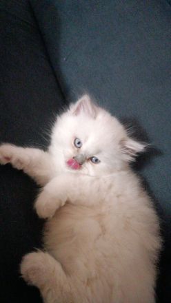 Britisch langhaar Kitten