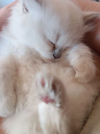 Britisch langhaar Kitten