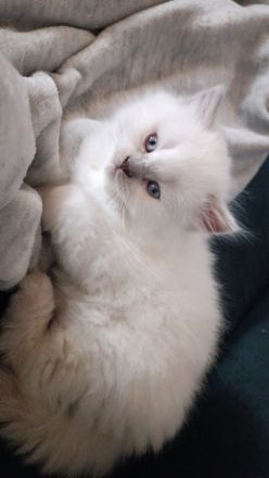 Britisch langhaar Kitten