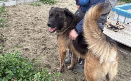 Unsicherer Ares sucht erfahrenes Zuhause