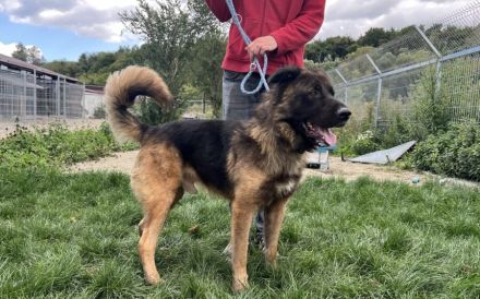 Unsicherer Ares sucht erfahrenes Zuhause