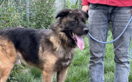 Unsicherer Ares sucht erfahrenes Zuhause